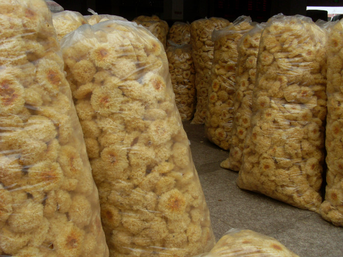 攀枝花银耳烘干